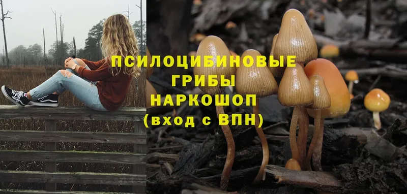 shop официальный сайт  закладка  Дрезна  Галлюциногенные грибы Magic Shrooms 